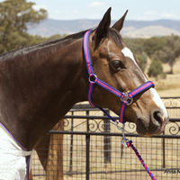 Rose & Royal Blue Halter and Lead Rope Set